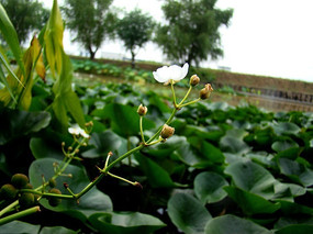 ֦�����ŵ�ˮ��«