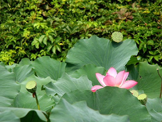 ���ϵ�һƬ�ɻ���