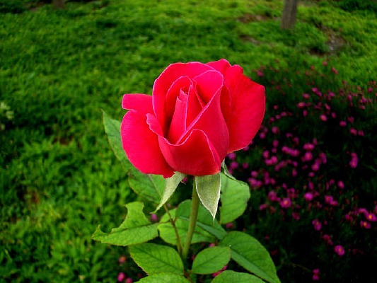 �ݵ��ϵĺ�ɫ�¼���