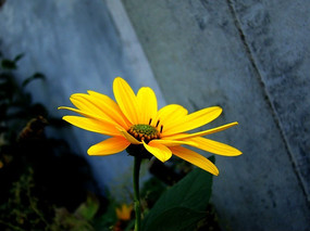 ����ÿ��ľ���