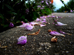 ���ϵ�֥�黨