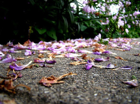 ���ϵ�֥�黨