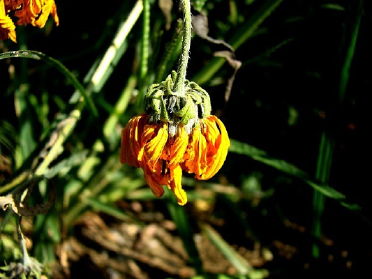 ��ͷ�ľ���