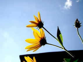 ��Ǽ����������