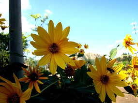 ��ǼҲ��������