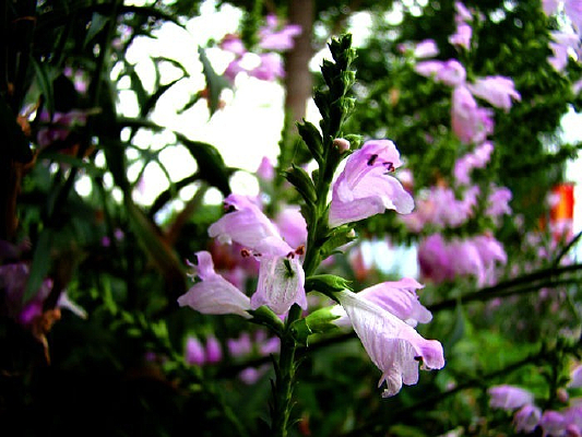 ��������֥�黨