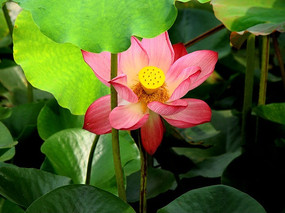 ��ҶҶ�����ŵĺɻ�