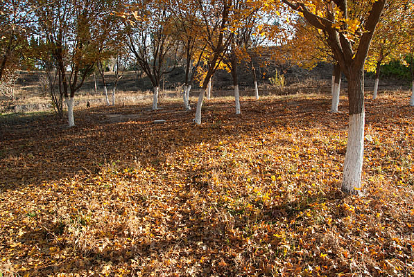 ��Ҷ������