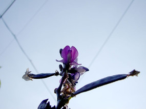 ���е��㶹��