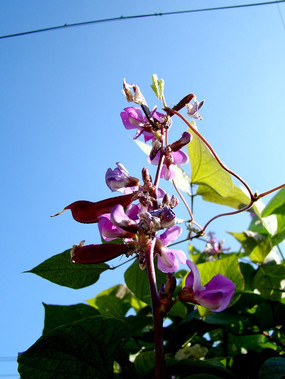 ���е��㶹��