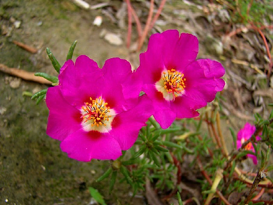 ������ǿ��\