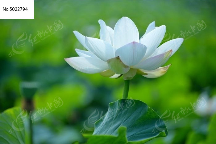 ��ɫ�����еķ۰׺ɻ�ͼƬ