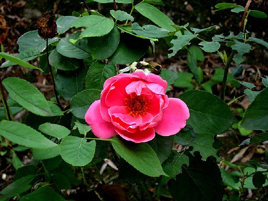 ��Ҷ�ͻ��궼�������¼���