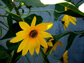 Ư���ķ�Ǽ������ǽ��