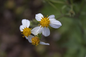 Ư���Ļ���