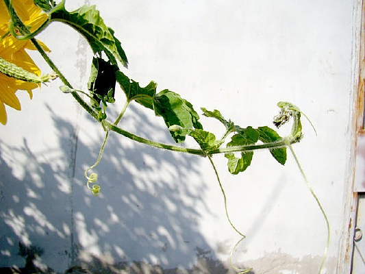 ǽ�ߵ�����