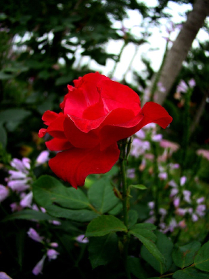 �����¼�