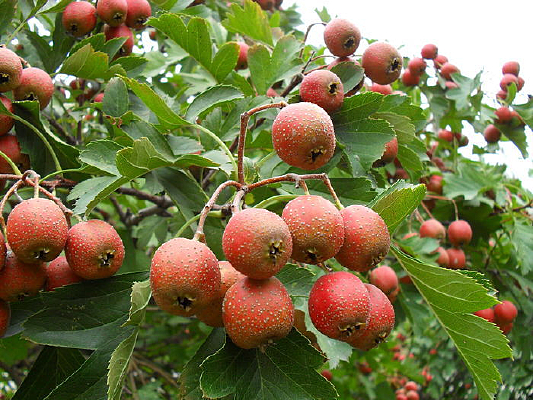 ɽ����ϵĺ�ɫɽ髹�