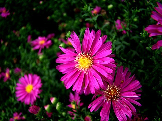 ʢ������ɫ�ջ�