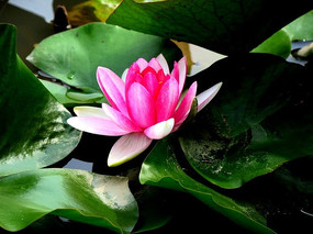 ���ƽ����ˮ����