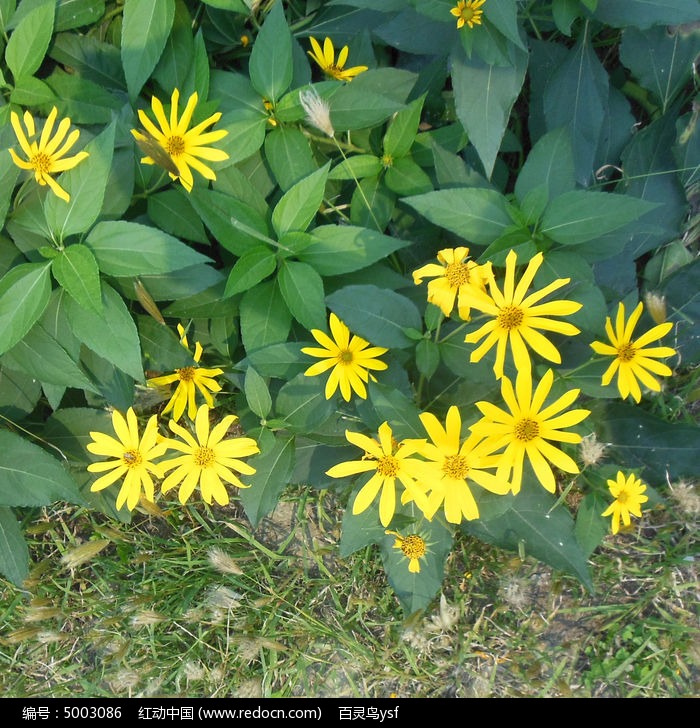 小黄花