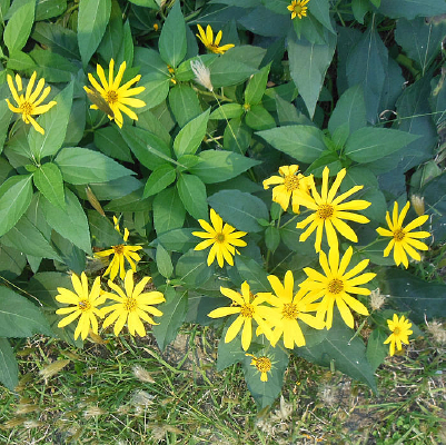 ��Ұ����