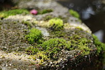 ������ʯͷ