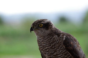 �����۾�