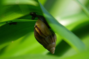 ��ţ����