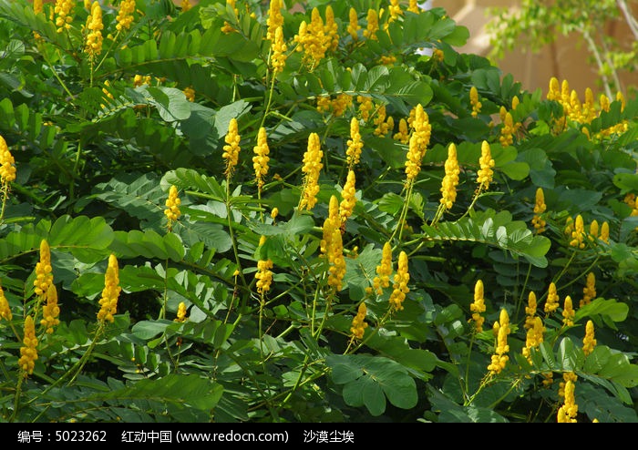 һ�Խ��ɫ��Ծ���ͼƬ