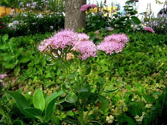 һ��Ư���ۻ����߾�