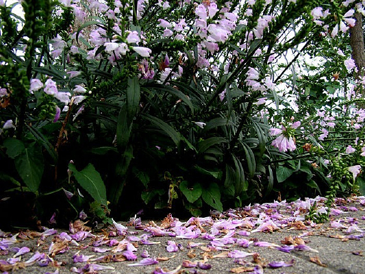 ֥�黨�Ļ�����һ��