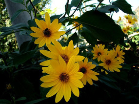 �ڶ����������ǲݻ�