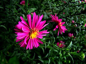 ��ɫ�ջ��Ĳ���