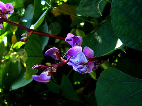 ��ɫ�㶹��