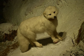 �����׺�