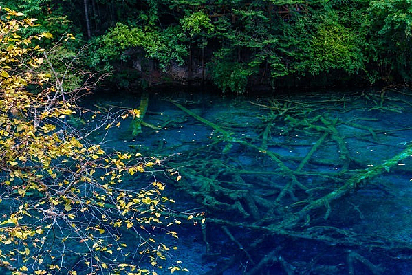 ����ɫ��Ҷ��