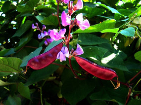 ��������ɫ�㶹