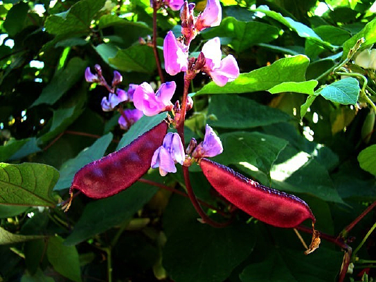 ��������ɫ�㶹