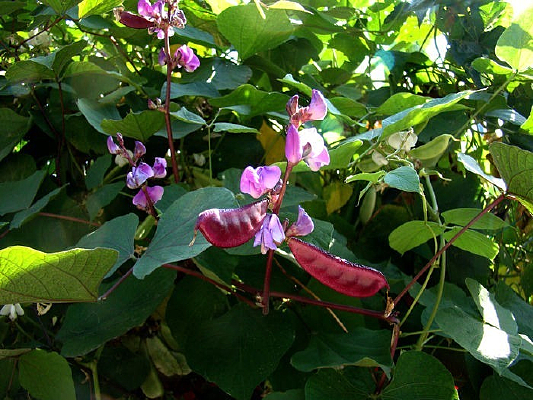 Ư�����㶹�����㶹