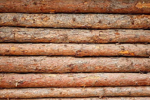 ǽ������