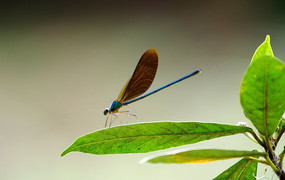 ��ɫ����