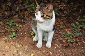 ��ɽ���ɽ�羰��ɽ�ϵ�è