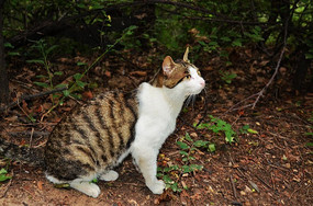 ��ɽ���ɽ�ϵ�è