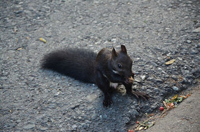 ��ɽ���ɽ�ϵ��������ڳ�ʳ