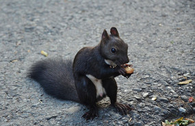 ��ɽ���ɽ�����ڳ�ʳ������