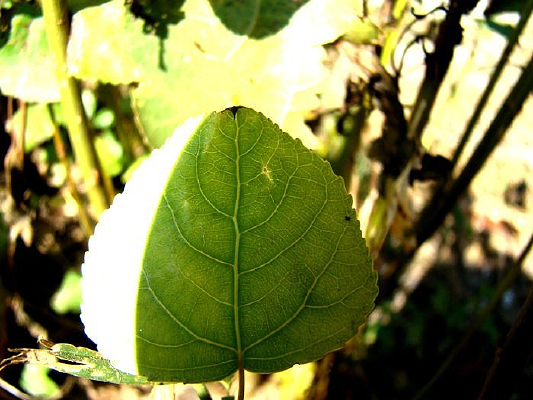 ��ɫ������Ҷ