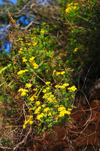 �ݴ���Ұ�ջ�