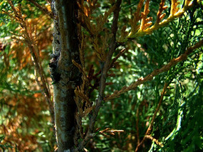 �������֦��