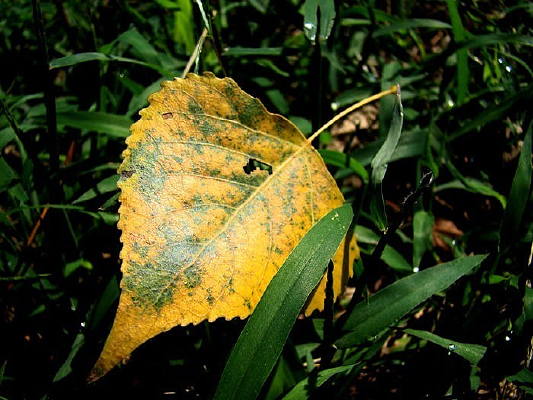 �������������Ļ�Ҷ